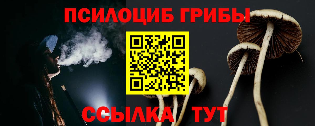 Курчалой  Галлюциногенные грибы Psilocybine cubensis  Вход с VPN 